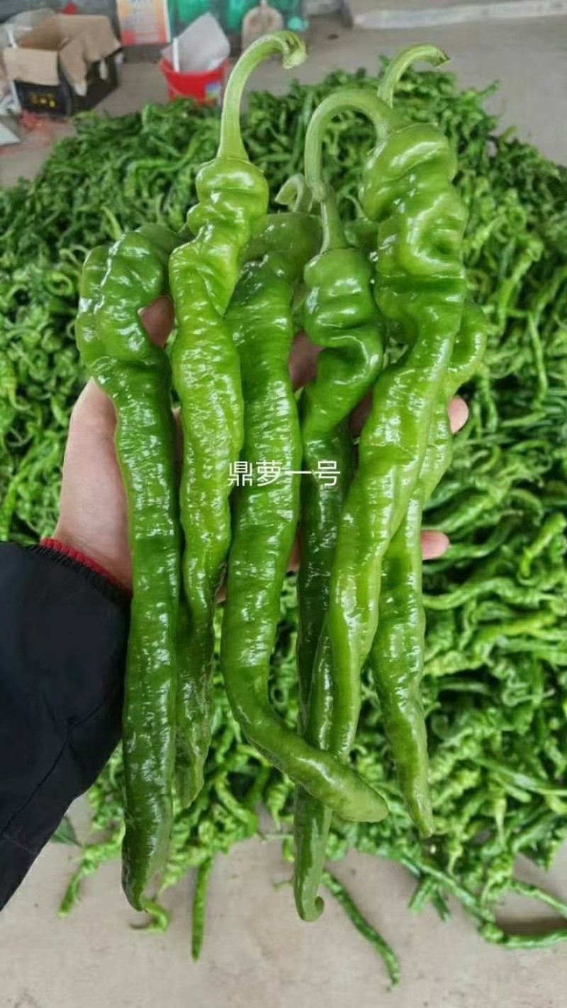 墨秀九号牛角椒种子大果型果皮深绿上部果不变短抗逆性好
