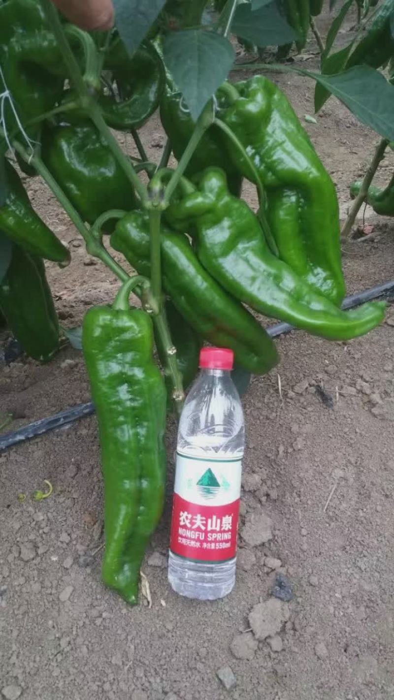 墨秀九号牛角椒种子大果型果皮深绿上部果不变短抗逆性好
