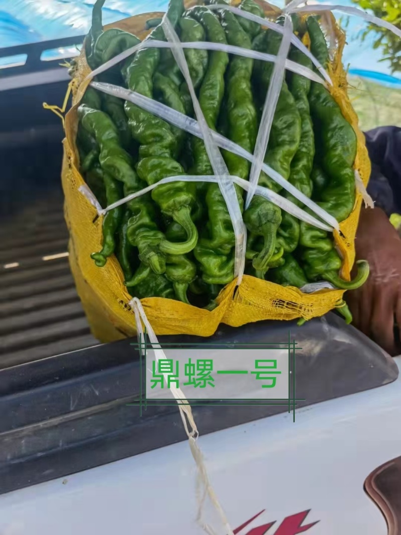 墨秀九号牛角椒种子大果型果皮深绿上部果不变短抗逆性好