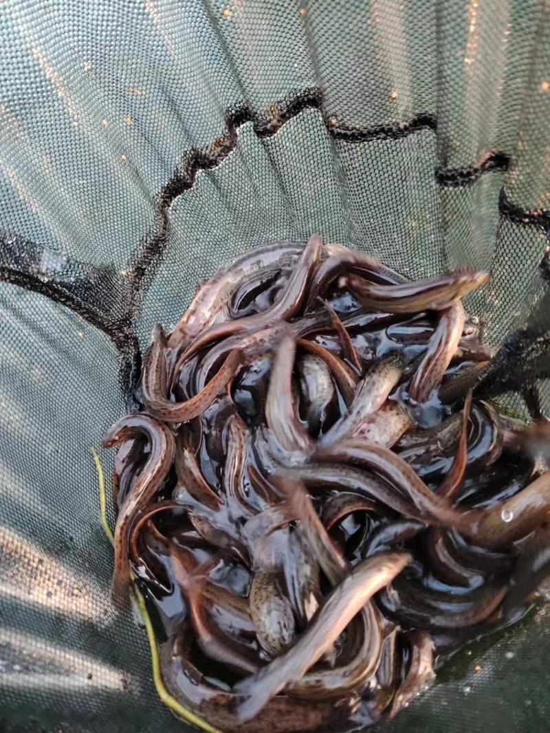 泥鳅
