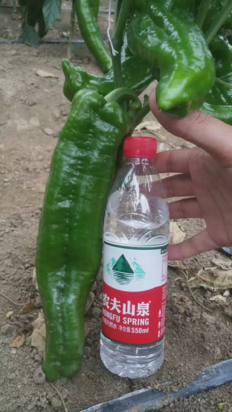 墨秀九号牛角椒种子大果型果皮深绿上部果不变短抗逆性好