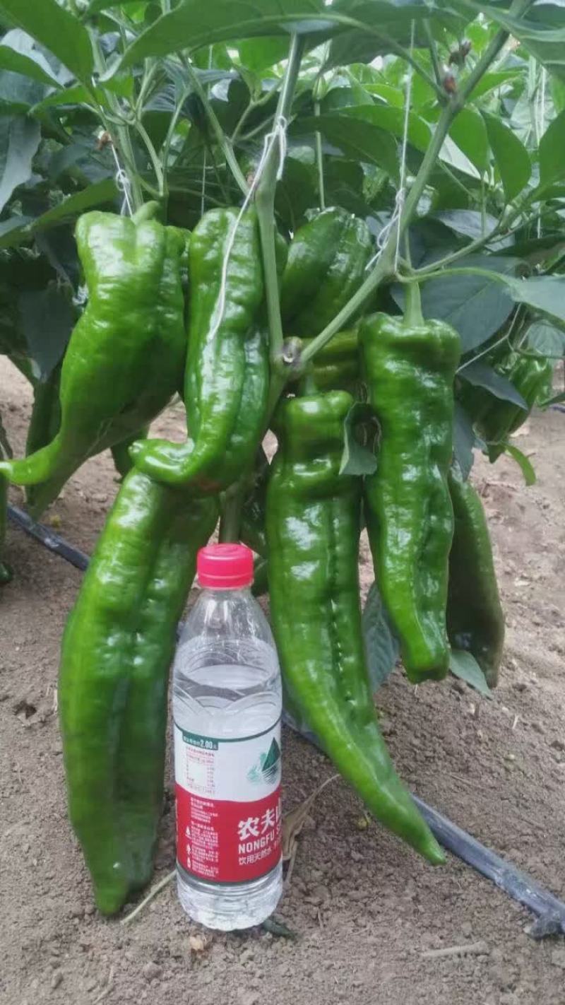 墨秀九号牛角椒种子大果型果皮深绿上部果不变短抗逆性好
