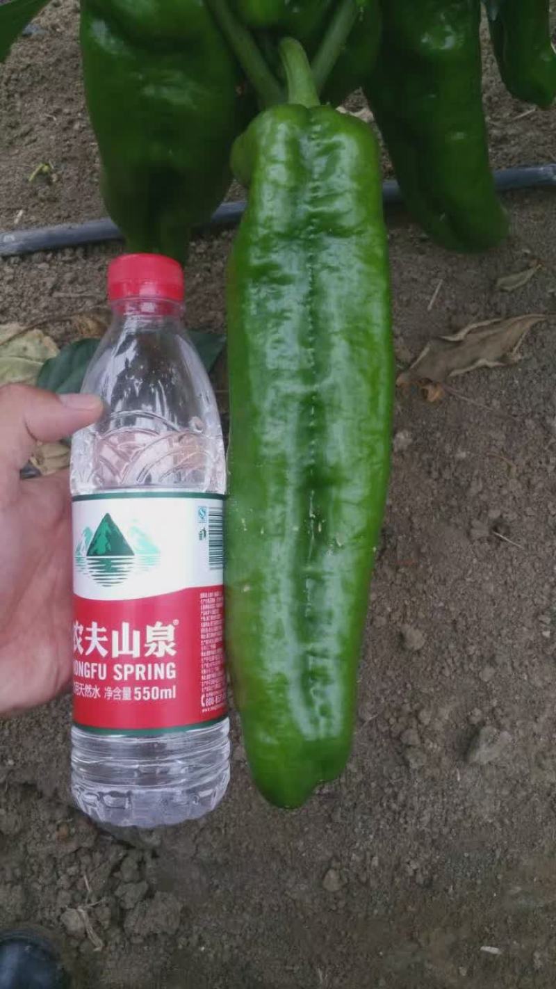 墨秀九号牛角椒种子大果型果皮深绿上部果不变短抗逆性好