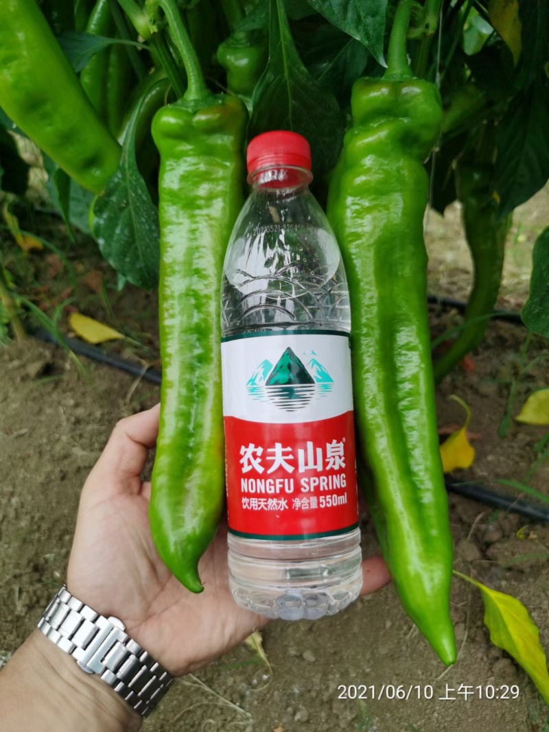 墨秀九号牛角椒种子大果型果皮深绿上部果不变短抗逆性好