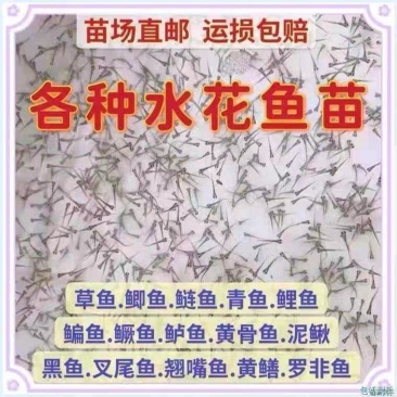 水花鱼苗活体水产幼苗孵化场直供小鱼苗