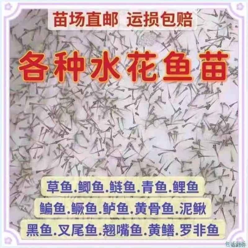 水花鱼苗活体水产幼苗孵化场直供小鱼苗