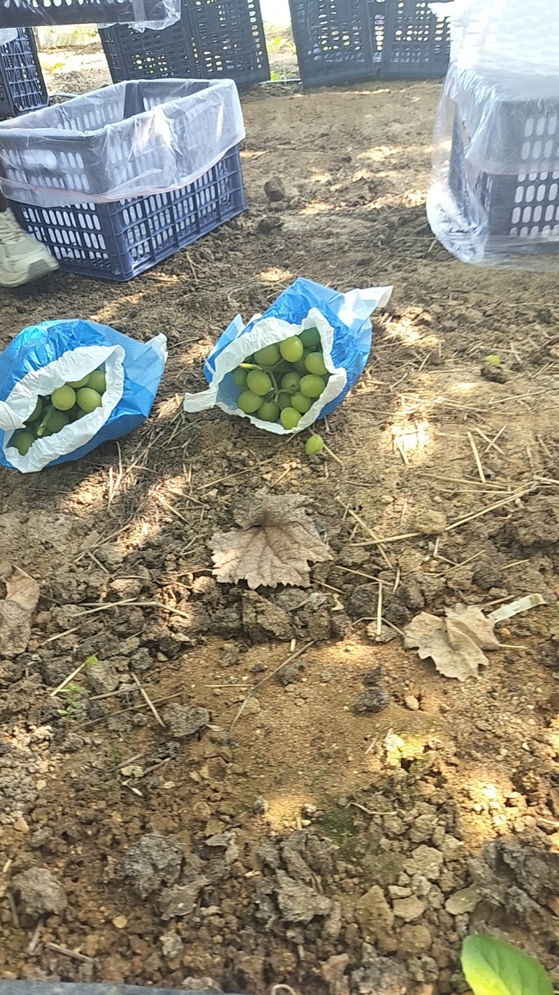1阳光玫瑰