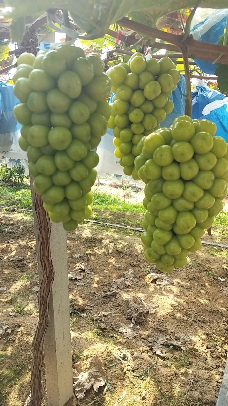 1阳光玫瑰