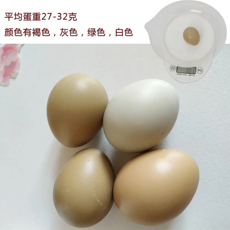 七彩山鸡蛋宝宝辅食新鲜鸡蛋土鸡蛋笨鸡蛋月子鸡蛋礼盒装整箱