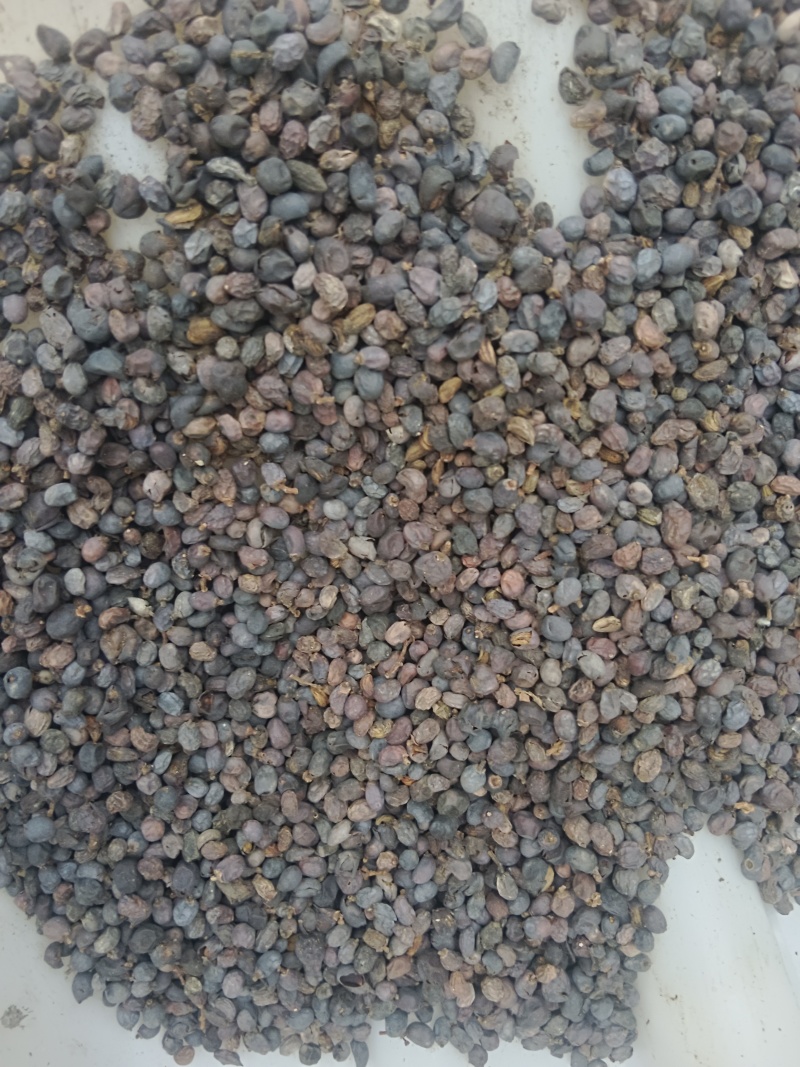 女贞子一手货源量大从优欢迎各地客商洽谈合作