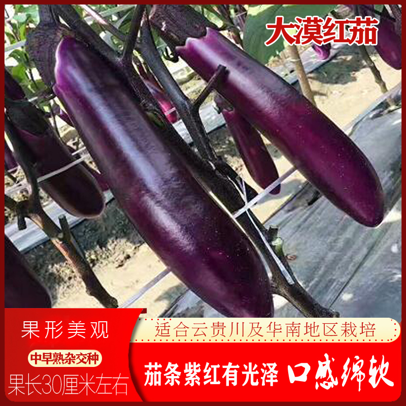 大漠红茄种子中早熟杂交杂交紫红长茄种籽不早衰抗病强春秋季