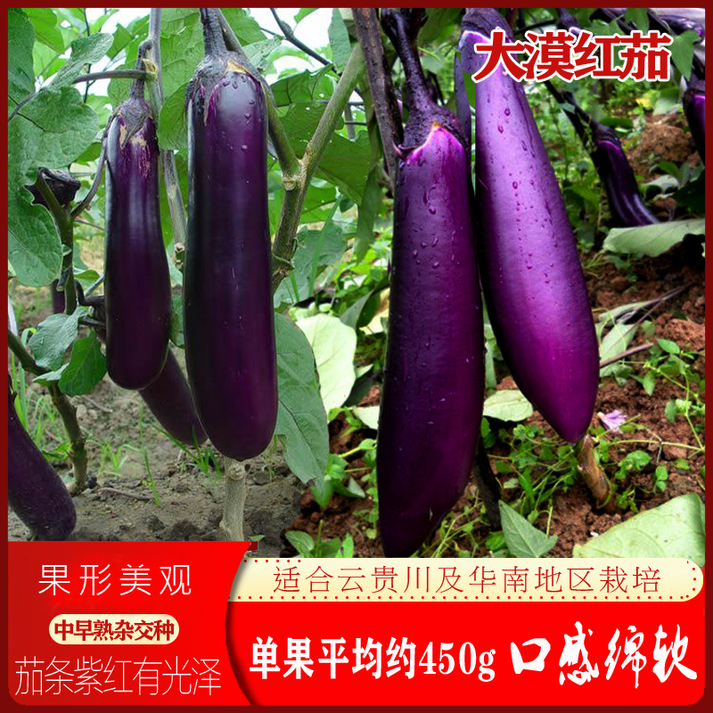 大漠红茄种子中早熟杂交杂交紫红长茄种籽不早衰抗病强春秋季