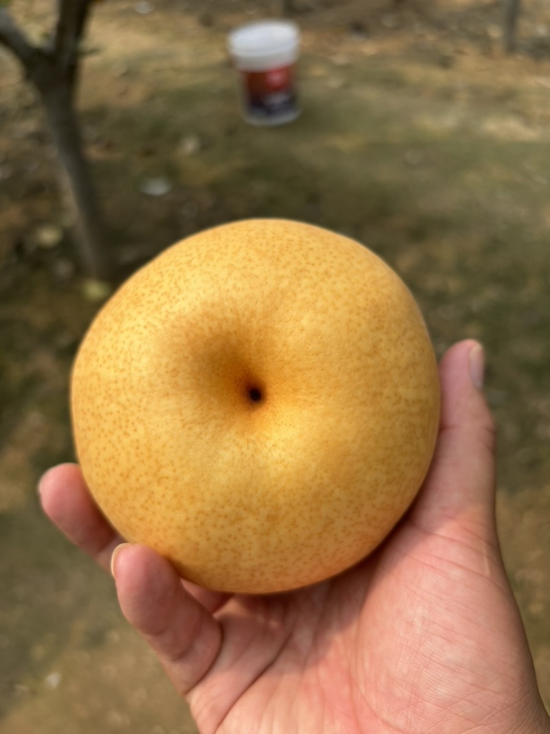 晚秋黄梨，大量上市中，欢迎老板咨询！
