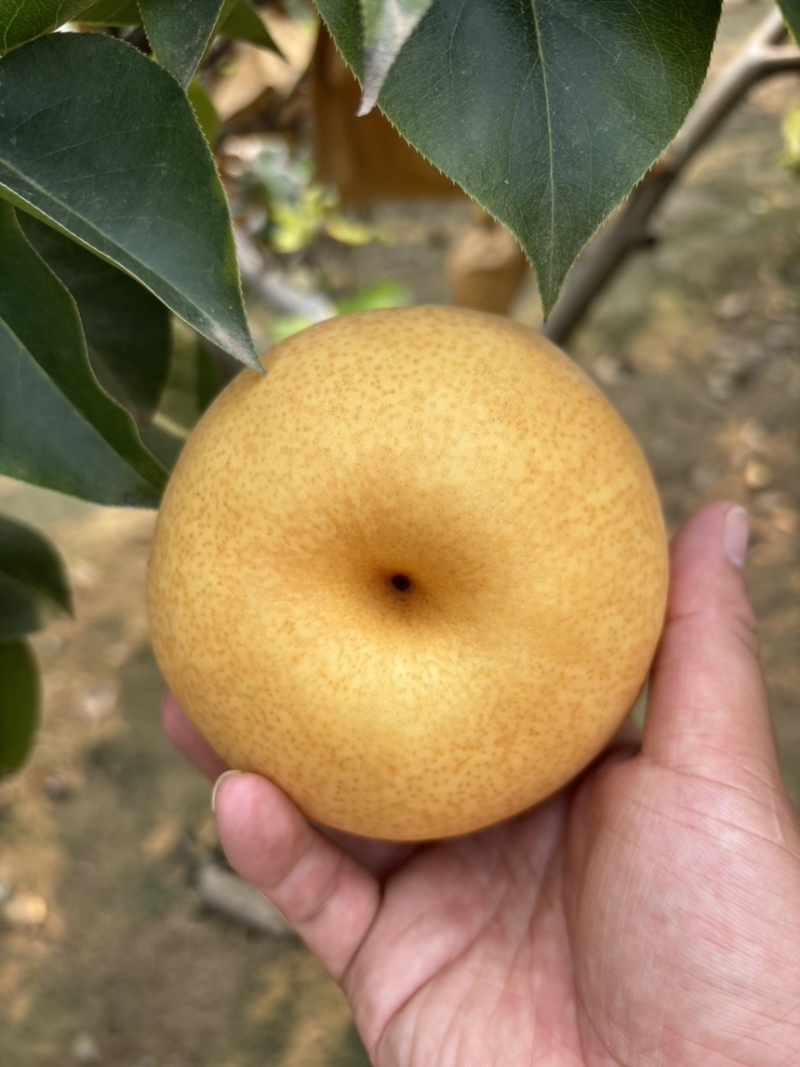 晚秋黄梨，大量上市中，欢迎老板咨询！