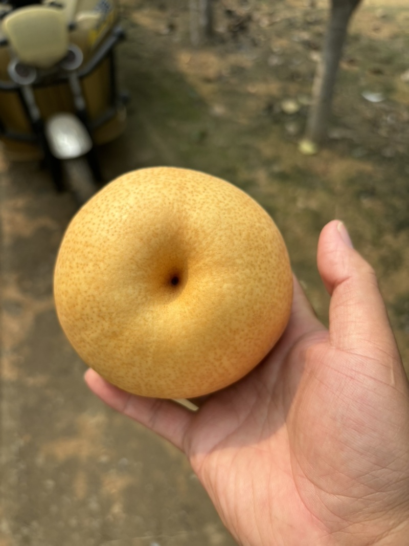 晚秋黄梨，大量上市中，欢迎老板咨询！