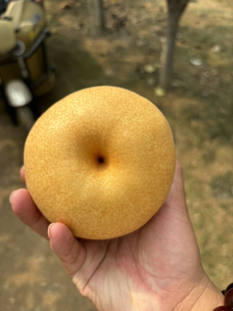 晚秋黄梨，大量上市中，欢迎老板咨询！