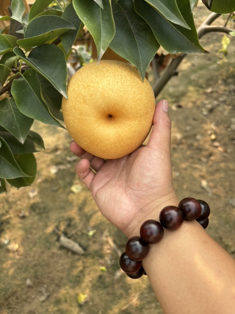 晚秋黄梨，大量上市中，欢迎老板咨询！