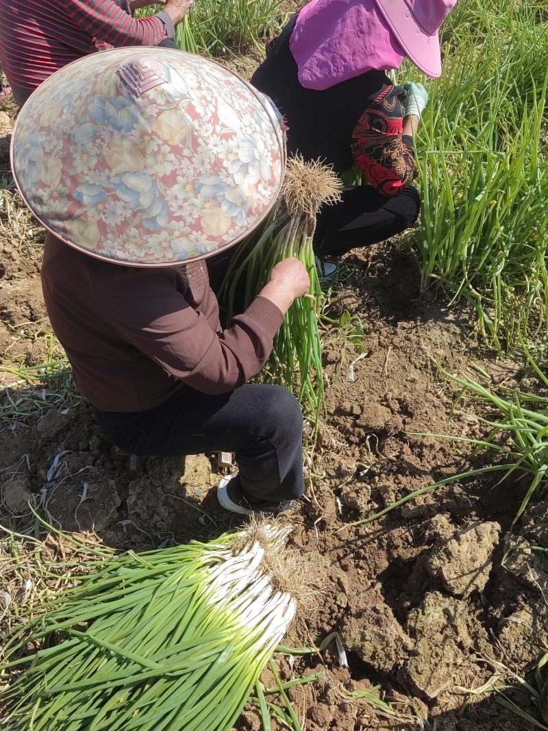 襄阳双沟分葱产地直供货源充足量大从优欢迎联系