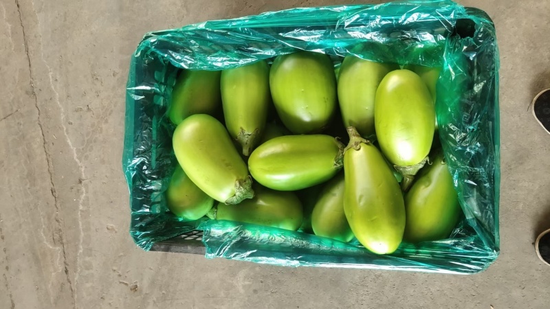 精品青茄
