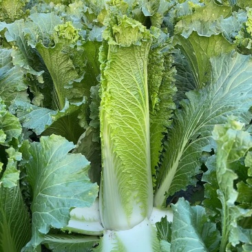 麻叶青白菜云南特色量大质优可视频看货