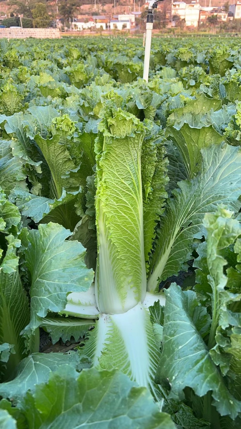 麻叶青白菜云南特色量大质优可视频看货