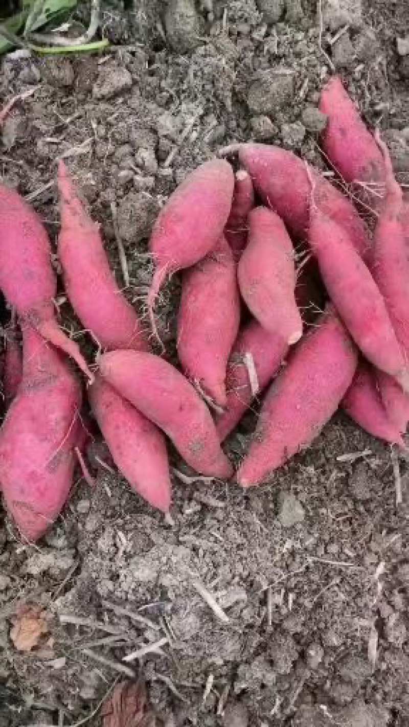 南阳红薯新鲜红薯西瓜红加工厂饲料养殖产地直发量大优惠