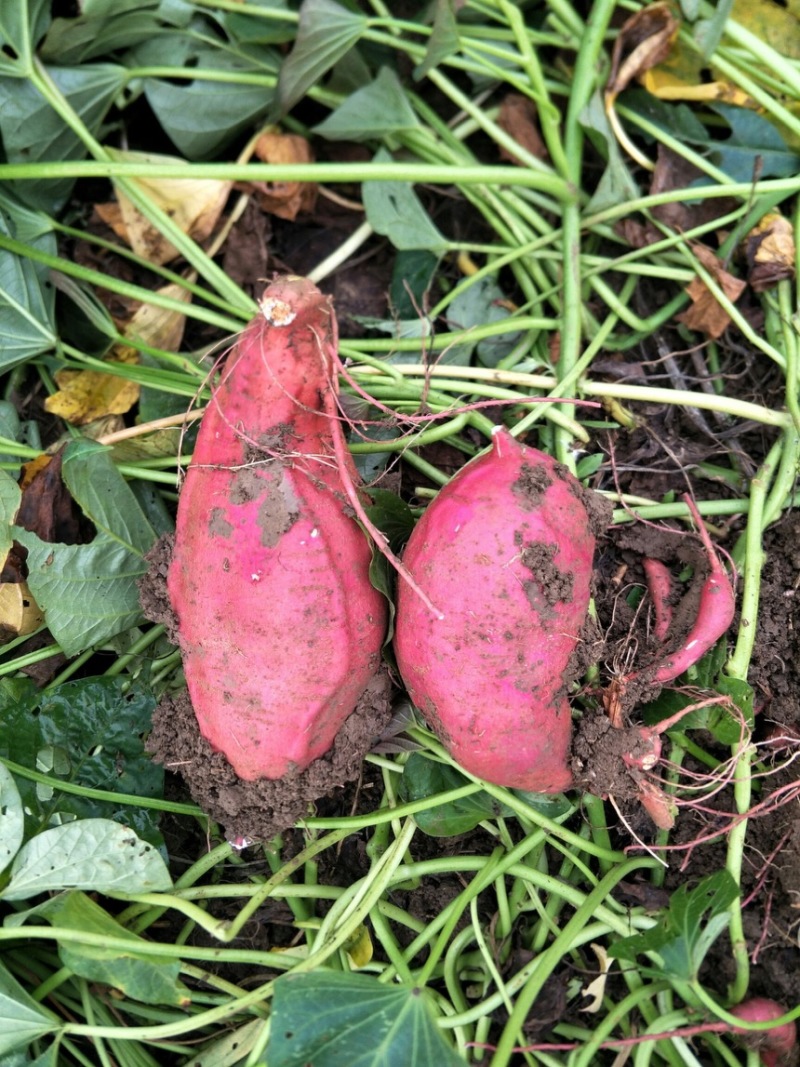 南阳红薯新鲜红薯西瓜红加工厂饲料养殖产地直发量大优惠
