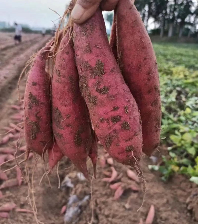 南阳红薯新鲜红薯西瓜红加工厂饲料养殖产地直发量大优惠