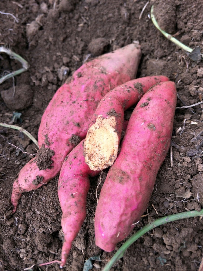 南阳红薯新鲜红薯西瓜红加工厂饲料养殖产地直发量大优惠