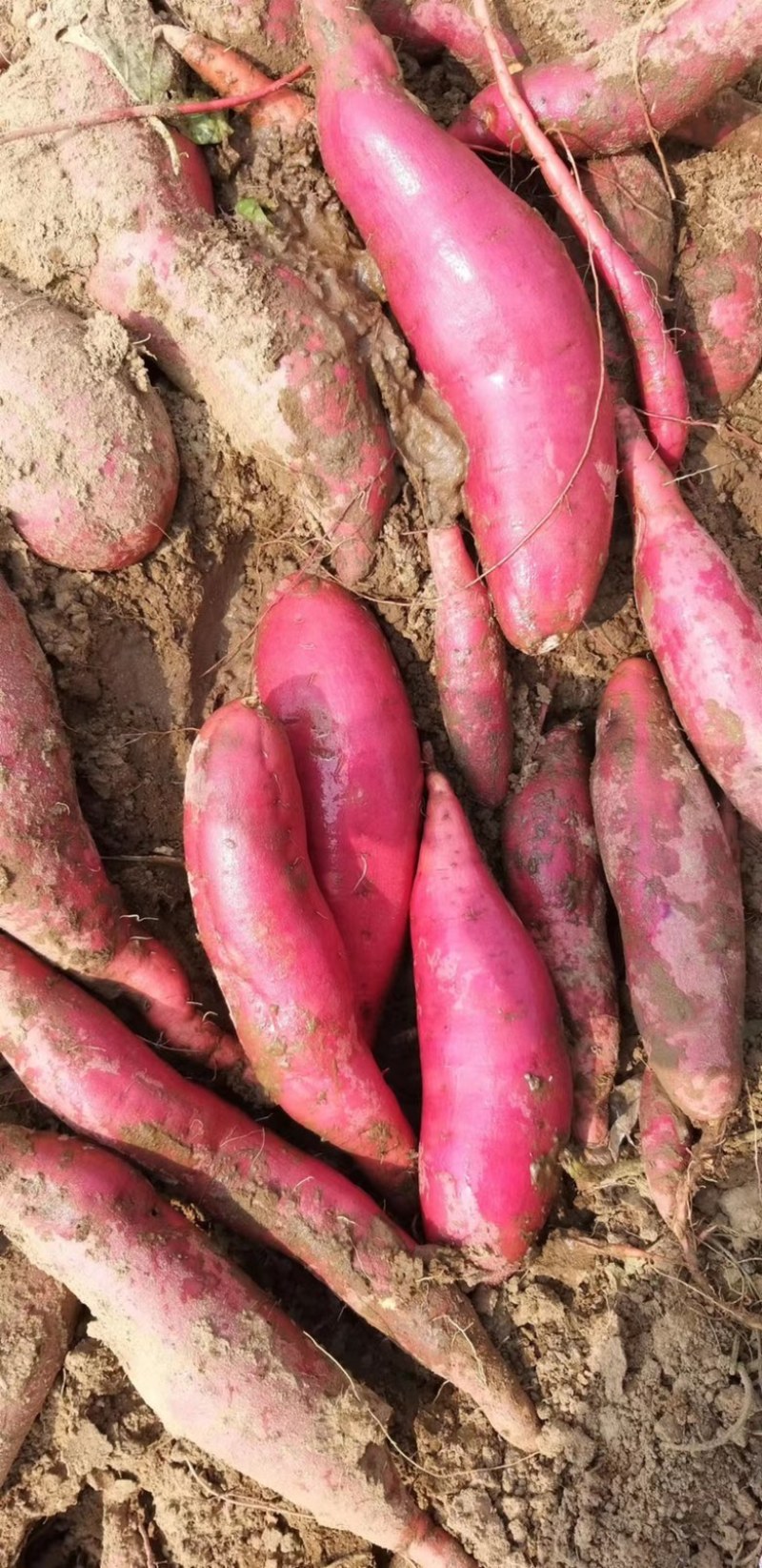 南阳红薯新鲜红薯西瓜红加工厂饲料养殖产地直发量大优惠