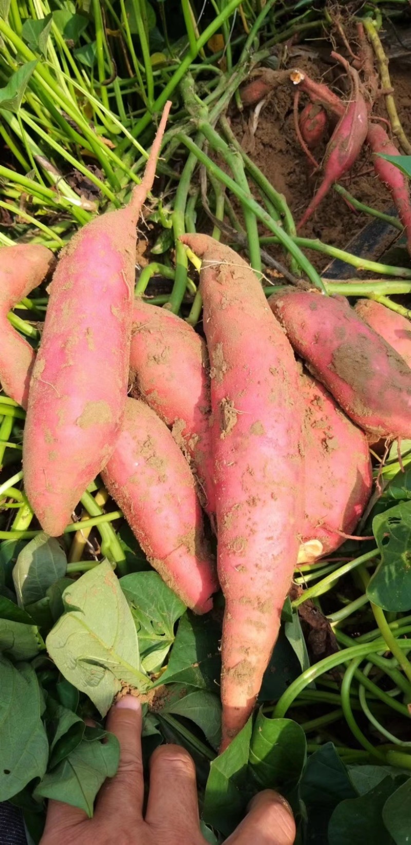 南阳红薯新鲜红薯西瓜红加工厂饲料养殖产地直发量大优惠