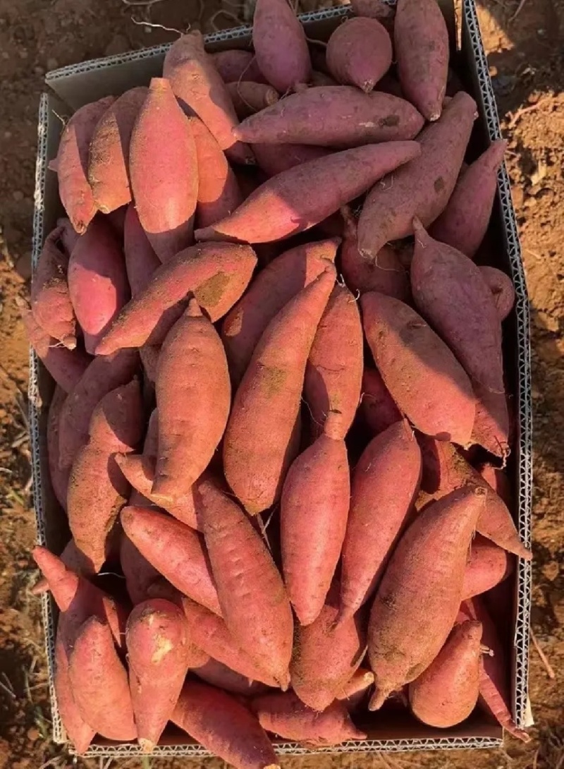 南阳红薯新鲜红薯西瓜红加工厂饲料养殖产地直发量大优惠