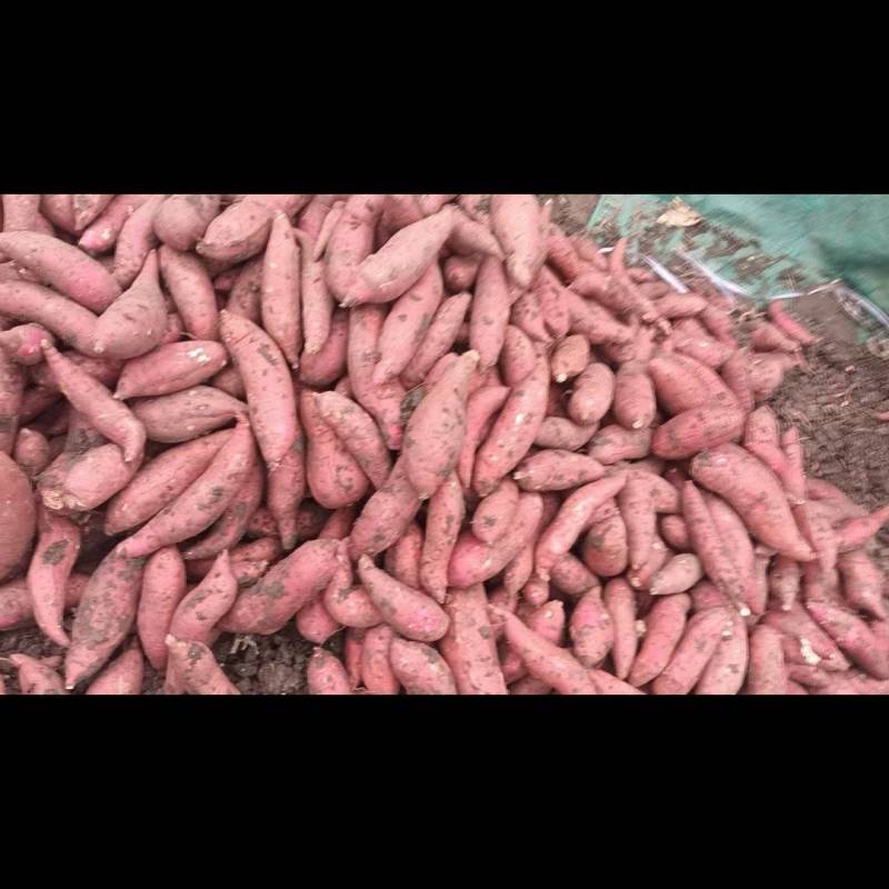 出售哈密红薯200亩，商品货2两到1斤的现货。