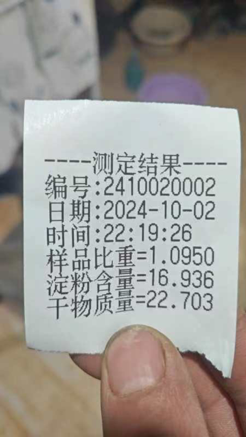 云薯304陆地现货薯片土豆产地直供