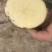 云薯304陆地现货薯片土豆产地直供