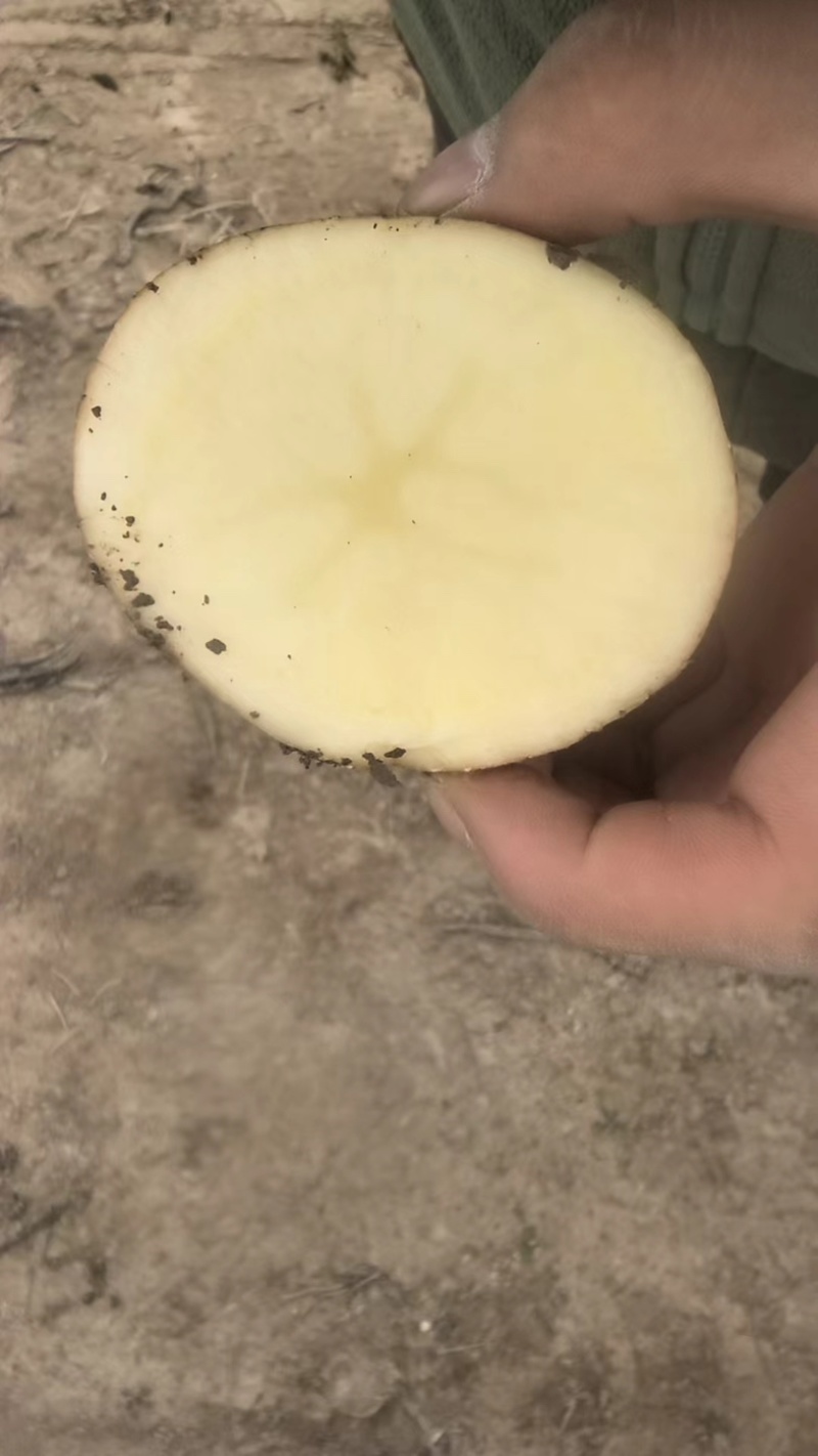 云薯304陆地现货薯片土豆产地直供