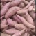 【济薯26】南阳红薯新鲜红薯加工厂饲料养殖一手货源全国发货