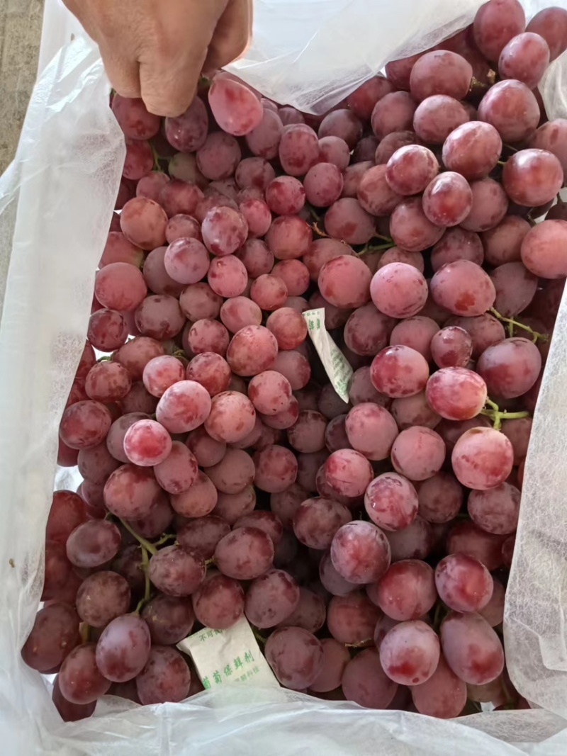 冷库红提大量上市中产地直发品质保证欢迎各位老板洽谈
