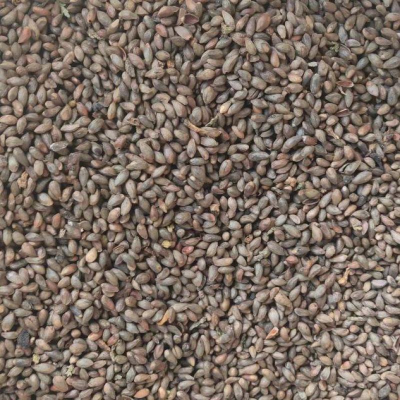 甘肃礼县柏树果中药材籽仁类天然作物批发零售
