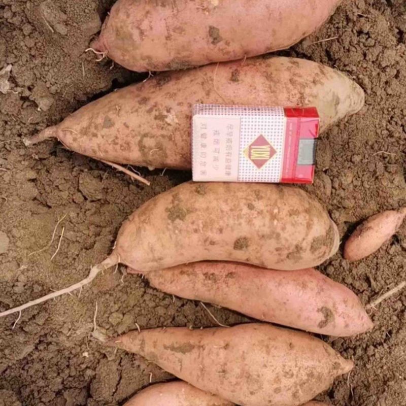 河南南阳红薯新鲜红薯济薯26加工厂饲料养殖产地直发量大优惠