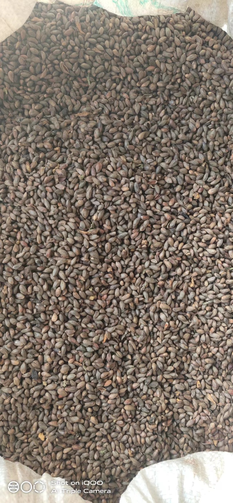 甘肃礼县柏树果中药材籽仁类天然作物批发零售