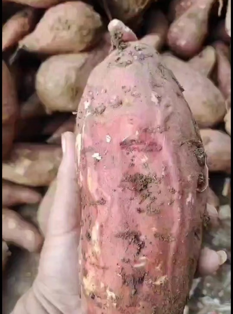 河南南阳红薯新鲜红薯济薯26加工厂饲料养殖产地直发量大优惠