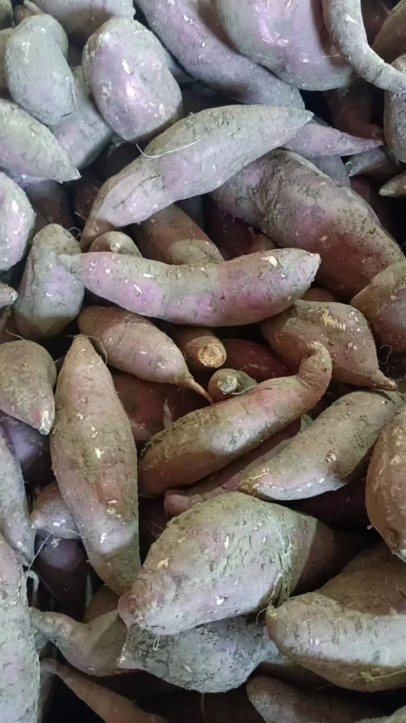 河南南阳红薯新鲜红薯济薯26加工厂饲料养殖产地直发量大优惠