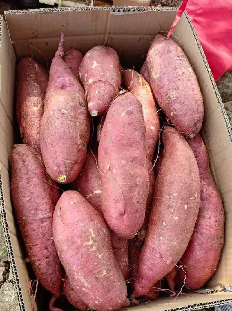 河南南阳红薯新鲜红薯济薯26加工厂饲料养殖产地直发量大优惠