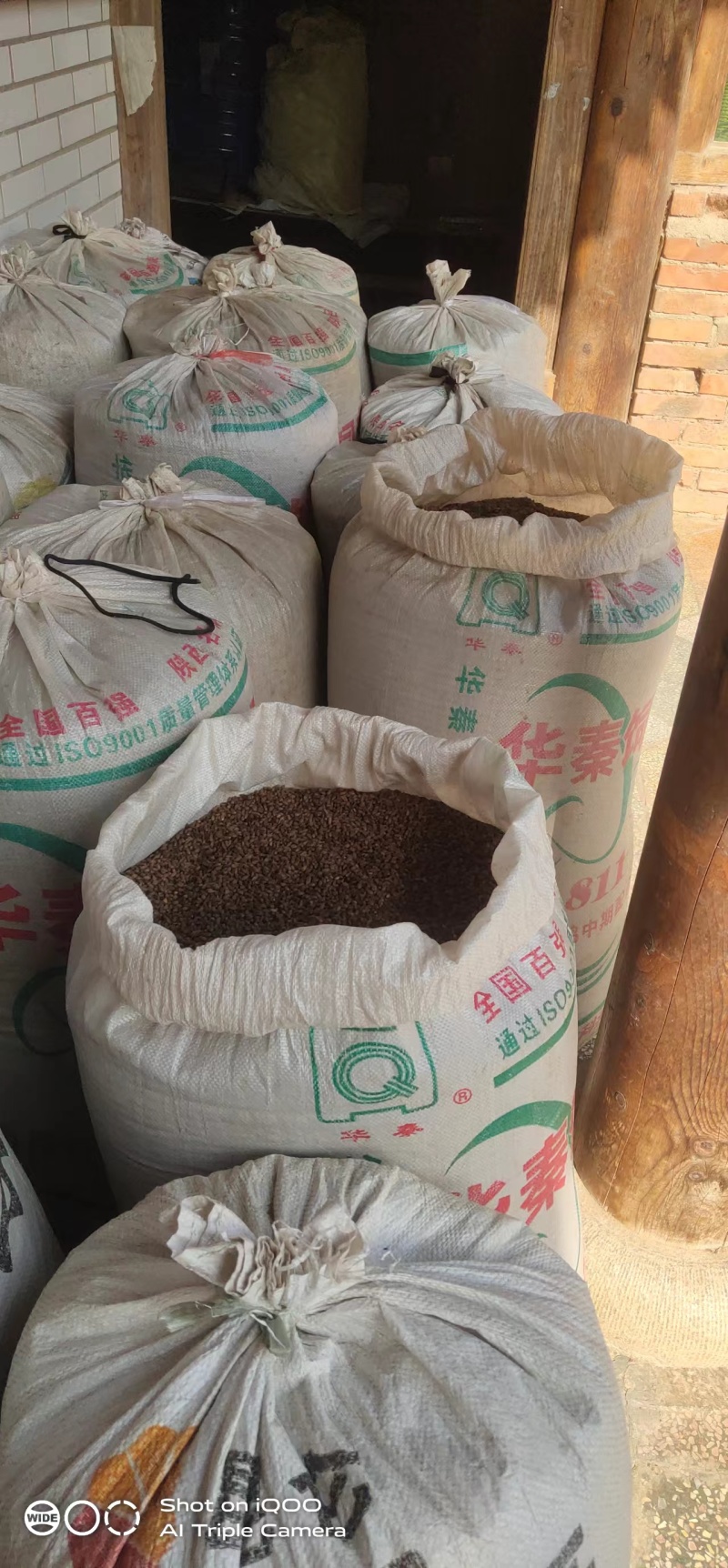甘肃礼县柏树果中药材籽仁类天然作物批发零售