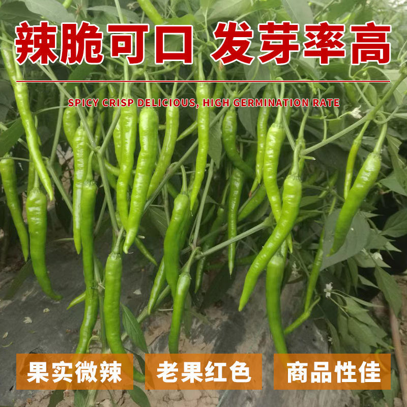 川椒绿剑线椒种子香辣顺直早熟高产抗病辣味浓农家大田春秋辣