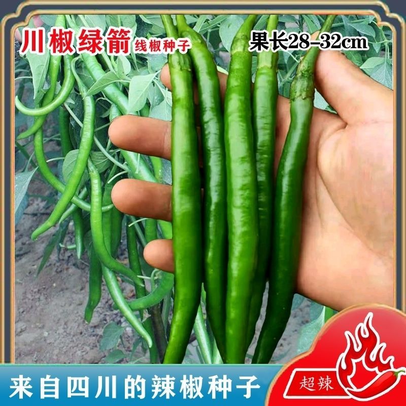 川椒绿剑线椒种子香辣顺直早熟高产抗病辣味浓农家大田春秋辣