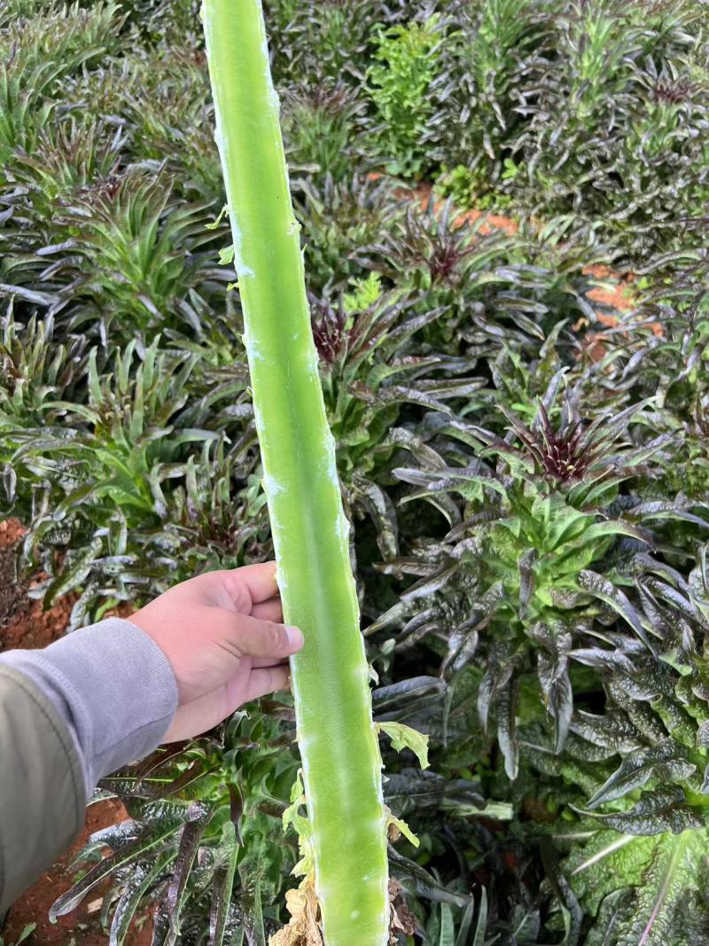 云南精品香笋无空心紫叶香莴笋量大质优品质保证