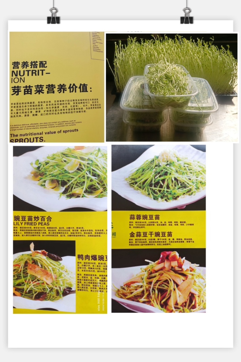 【精品】山东豌豆苗无污染品质看得见