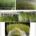 【精品】山东豌豆苗无污染品质看得见